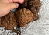 Toy Poodle Kore Kanı Özel Yavrularımız